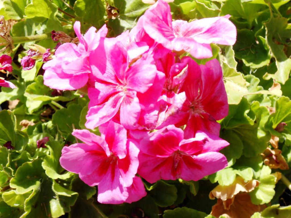 B&B Al Giardino Monreale Esterno foto